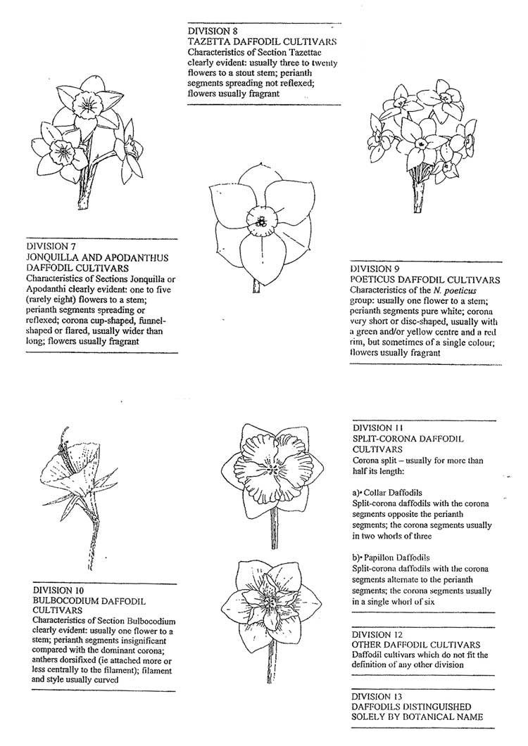 Diagram of classification of daffodils